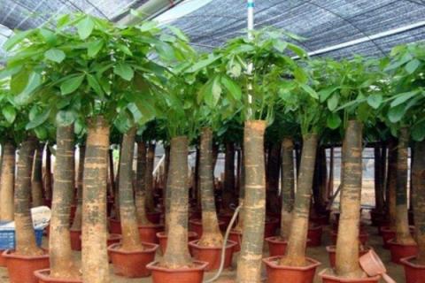 招财树叶子发黄掉叶子是怎么回事