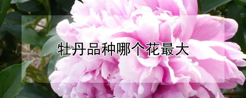 牡丹品种哪个花最大(牡丹花最好的品种是哪一种)