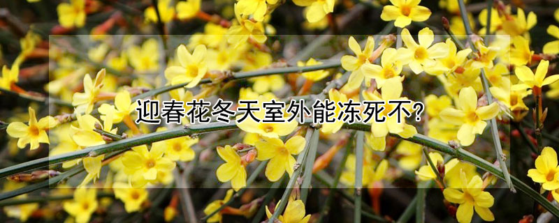 迎春花冬天室外能冻死不?（迎春花在北方怕冻吗）