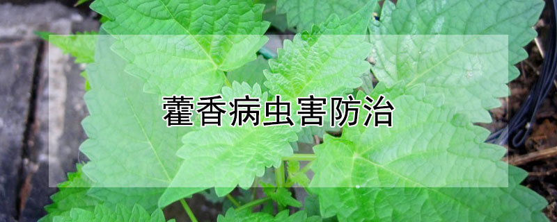 藿香病虫害防治（广藿香病虫害防治方法）