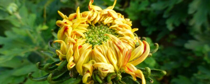 菊花花语（雏菊花语）