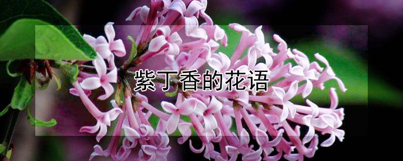 紫丁香的花语（紫丁香的花语是什么）