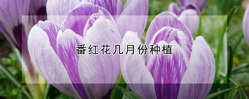 番红花几月份种植(番红花几月份开花)