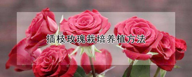 插枝玫瑰栽培养植方法 插枝玫瑰栽培养殖方法