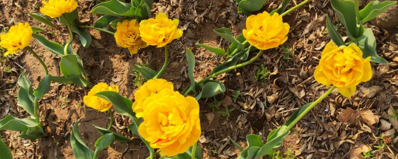 黄色郁金香花语(黄色郁金香花语暗示什么)