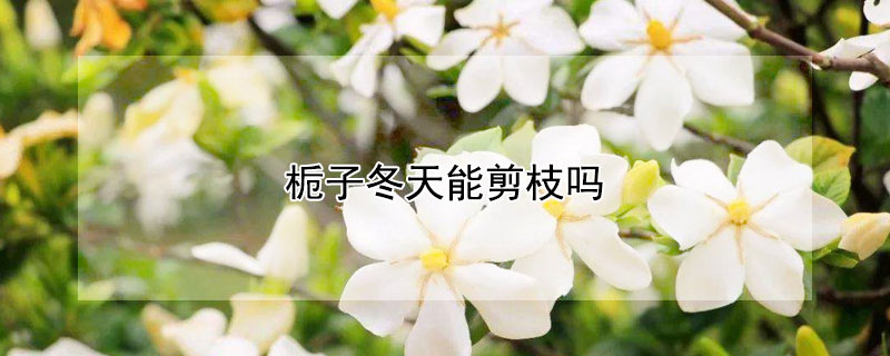 栀子冬天能剪枝吗 栀子花冬天能剪枝条嘛