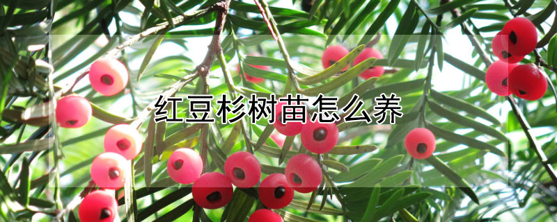 红豆杉树苗怎么养（红豆杉树苗怎么栽培）