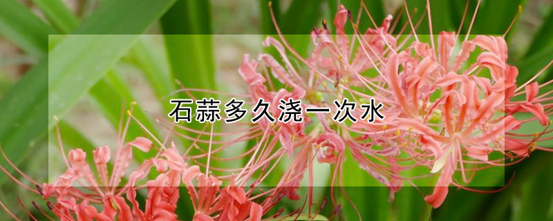 石蒜多久浇一次水（石蒜几天浇一次水）