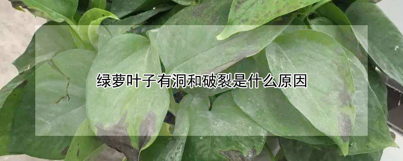 绿萝叶子有洞和破裂是什么原因 绿萝叶片有洞和裂痕