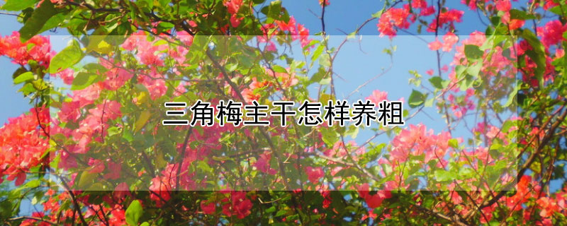 三角梅主干怎样养粗 三角梅怎么养粗