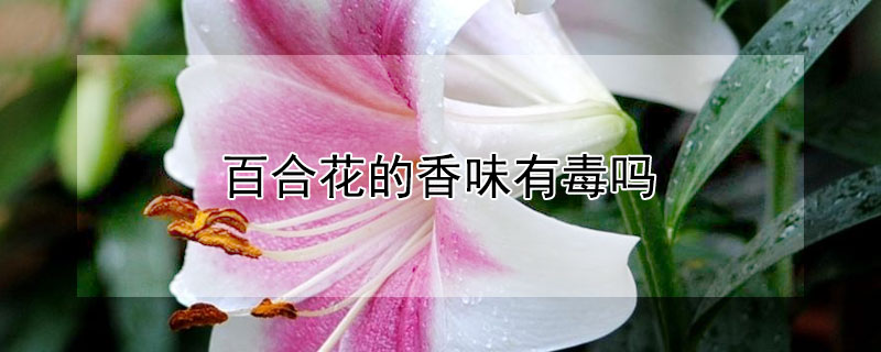 百合花的香味有毒吗（百合花的香味有毒吗可以放室内吗）