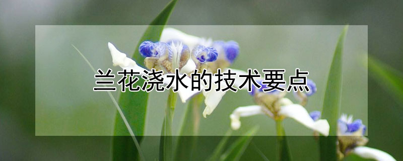 兰花浇水的技术要点（兰花浇水怎么浇水最好）