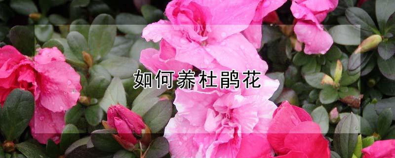 如何养杜鹃花（家庭如何养杜鹃花）