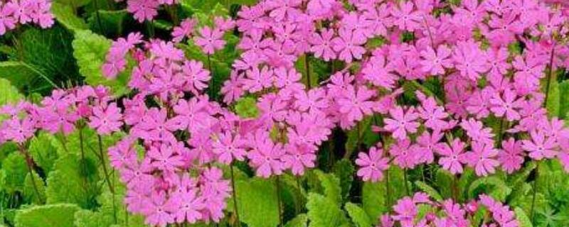 樱花草花语（樱花草花语及图片）