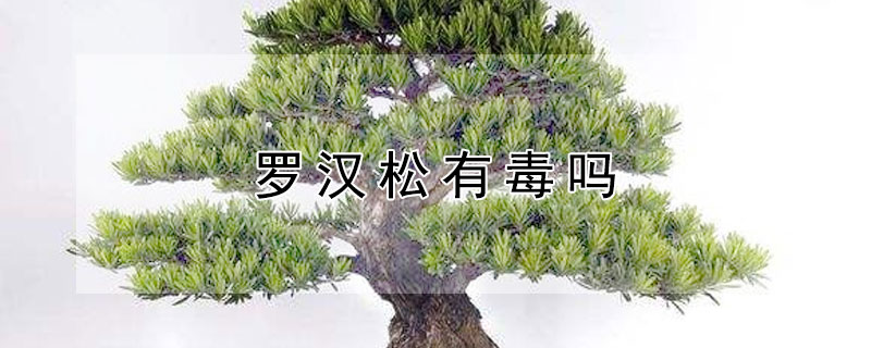 罗汉松有毒吗（罗汉松有毒吗能放室内吗）