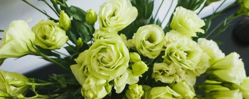 洋桔梗花语是什么 洋桔梗花语是什么意思