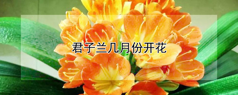 君子兰几月份开花 君子兰几月份开花花期多长