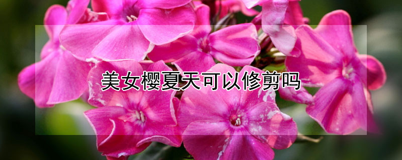 美女樱夏天可以修剪吗 美女樱冬天怎么剪枝