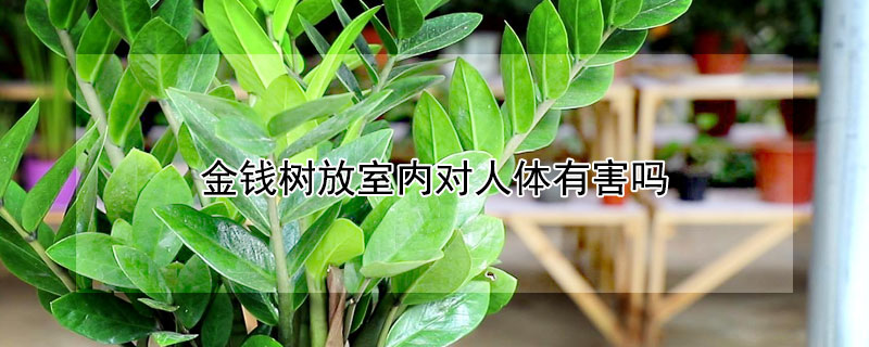金钱树放室内对人体有害吗 金钱树放在室内有什么好处