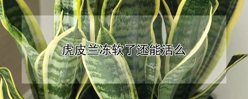 虎皮兰冻软了还能活么(虎皮兰被冻能救活吗)