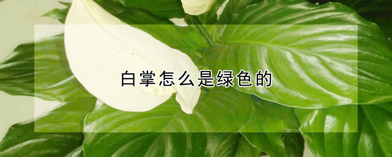 白掌怎么是绿色的(白掌怎么养成绿掌了)