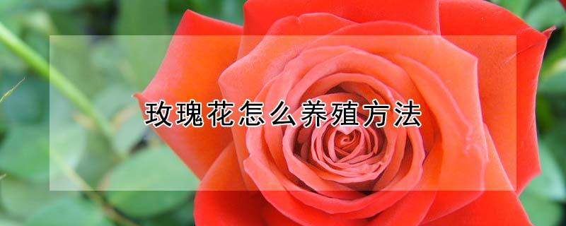 玫瑰花怎么养殖方法（玫瑰花怎么养殖方法与技巧）