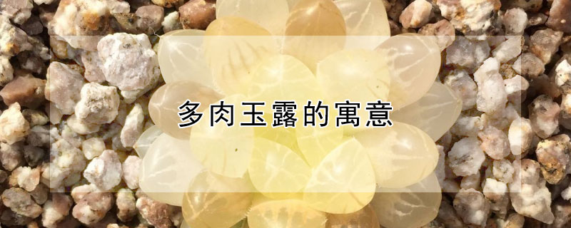 多肉玉露的寓意（多肉中的玉露）