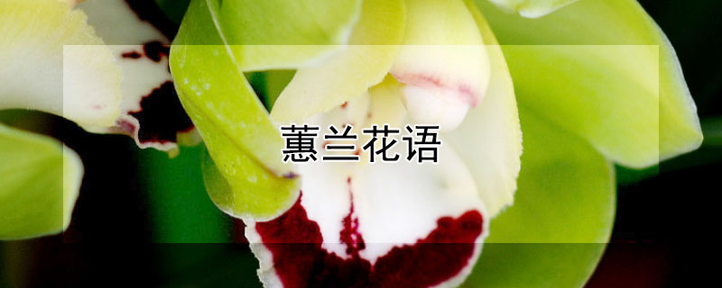 蕙兰花语（蕙兰花语寓意）