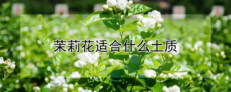 茉莉花适合什么土质（茉莉花 土质）