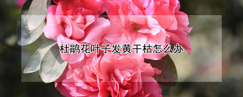 杜鹃花叶子发黄干枯怎么办(杜鹃花叶子枯黄了怎么办)
