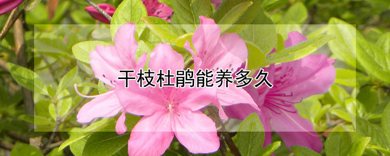 干枝杜鹃能养多久（水养干枝杜鹃能活多久）