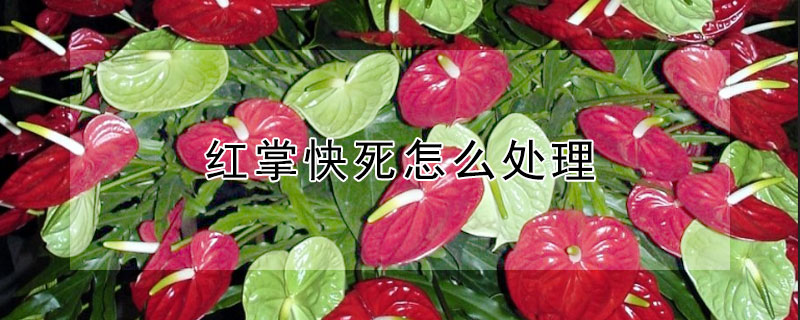 红掌快死怎么处理（红掌快要枯萎了怎么救活它）