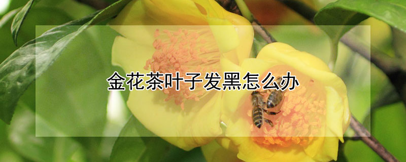 金花茶叶子发黑怎么办（茶花叶干枯发黑怎么办）