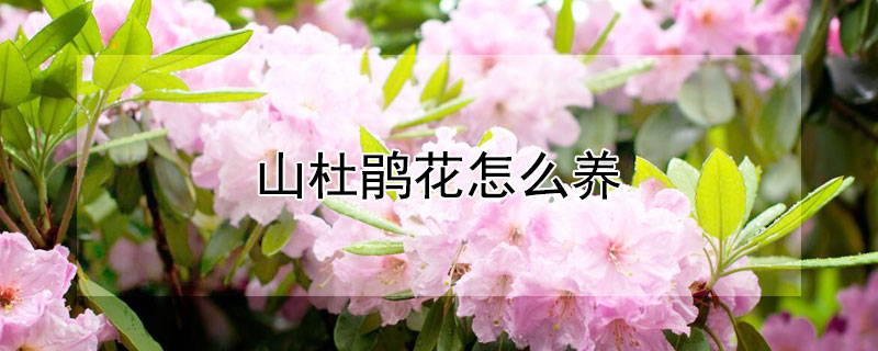 山杜鹃花怎么养 高山杜鹃花怎么养