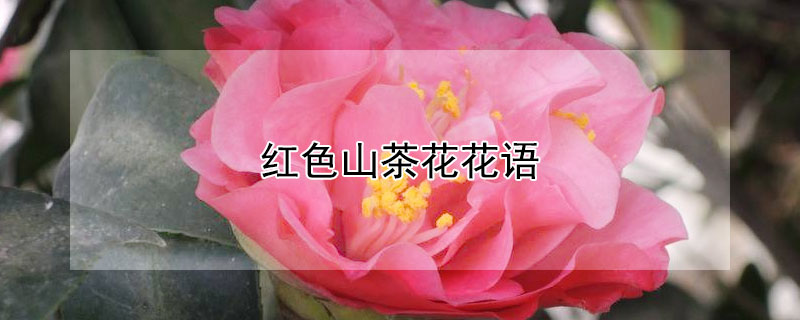 红色山茶花花语(红色山茶花花语是什么)
