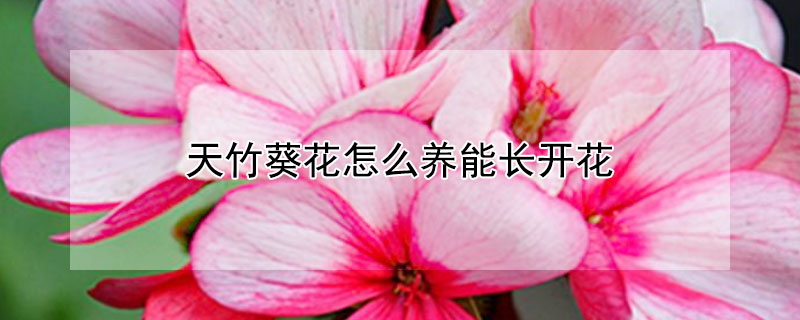 天竹葵花怎么养能长开花（天竹葵花的养护）