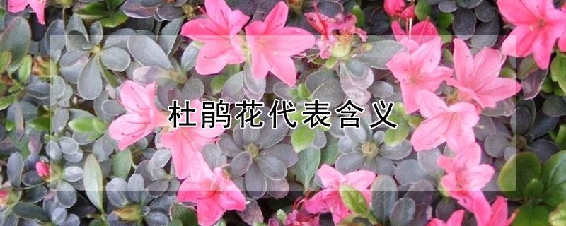 杜鹃花代表含义 杜鹃花的含义