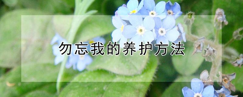 勿忘我的养护方法 勿忘我鲜花养护方法