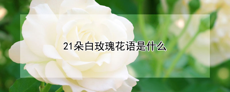 21朵白玫瑰花语是什么 白色玫瑰21朵花语