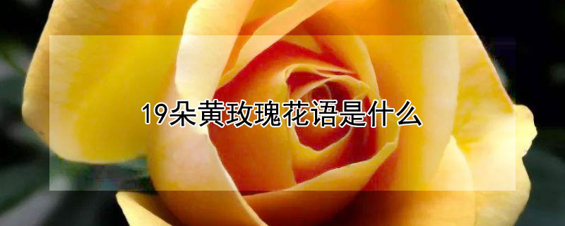 19朵黄玫瑰花语是什么（19朵黄玫瑰花的花语是什么）