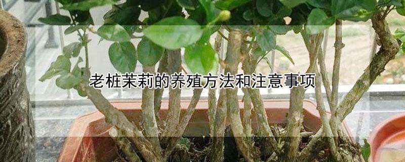 老桩茉莉的养殖方法和注意事项（茉莉老桩养护方法）