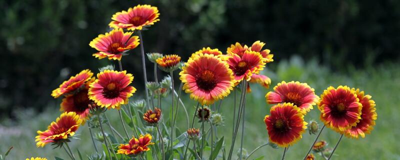 非洲菊花语 非洲菊花语象征与寓意