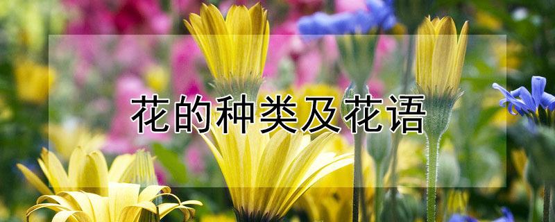 花的种类及花语 花的种类及花语以及对象