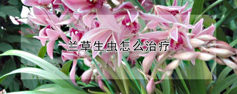 兰草生虫怎么治疗（兰草生虫了喷什么药）