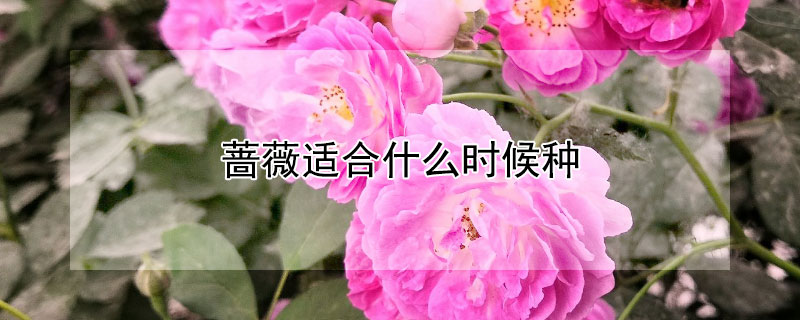 蔷薇适合什么时候种 蔷薇花适合什么时候种