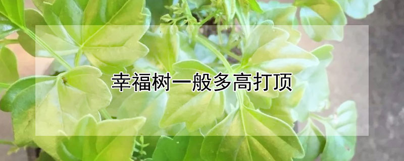 幸福树一般多高打顶 家里养的幸福树一般多高打顶