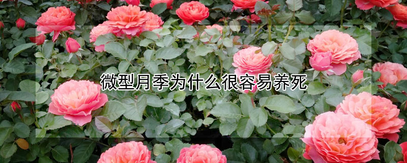 微型月季为什么很容易养死(姬月季为什么很容易养死)