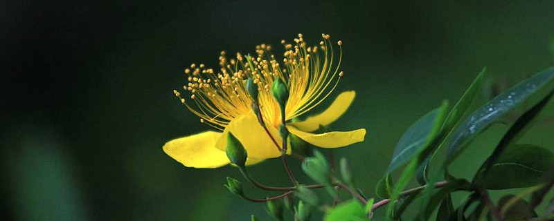 金丝桃寓意(金丝桃花的寓意和象征)