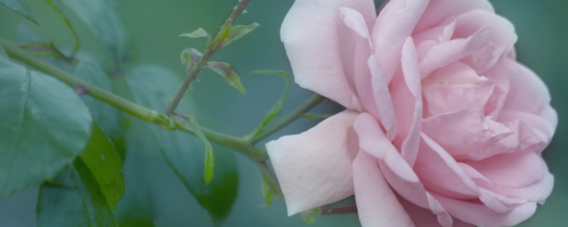 白玫瑰和粉玫瑰的寓意 白粉玫瑰花寓意