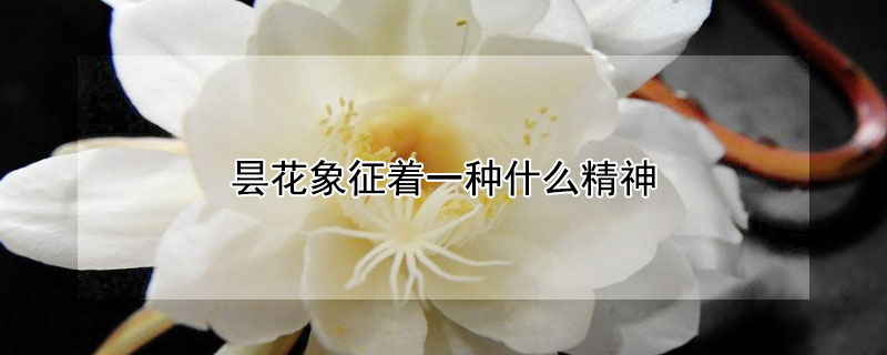 昙花象征着一种什么精神 昙花的象征意义和精神